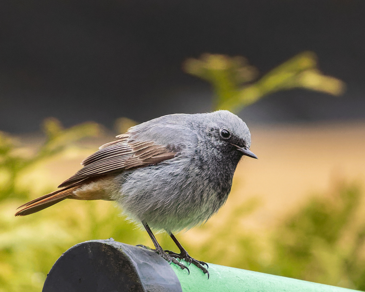 Der Hausrotschwanz (Phoenicurus ochruros)