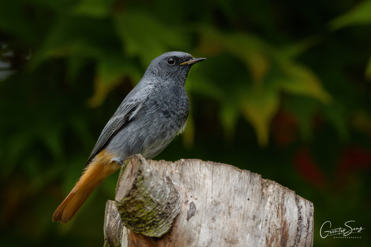 Der Hausrotschwanz (Phoenicurus ochruros) männl.