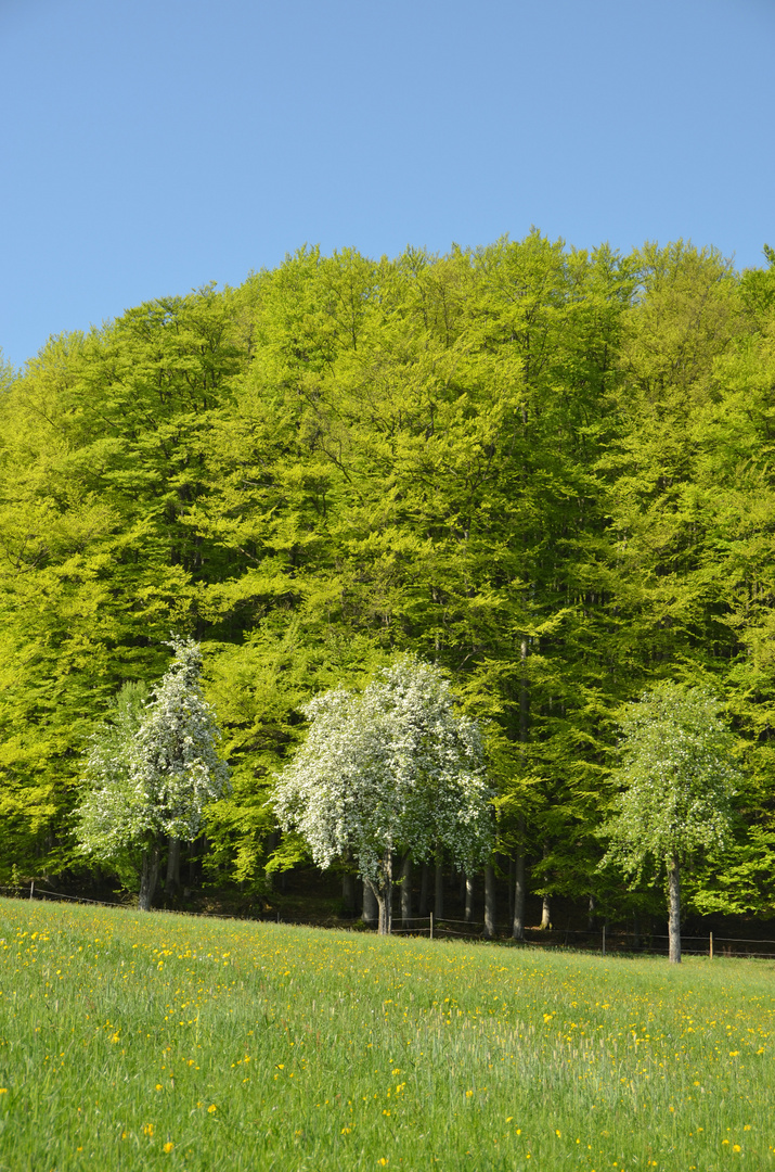 Der Hausruck im Frühling