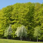 Der Hausruck im Frühling