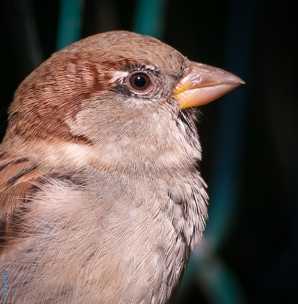 der Haussperling (Spatz)