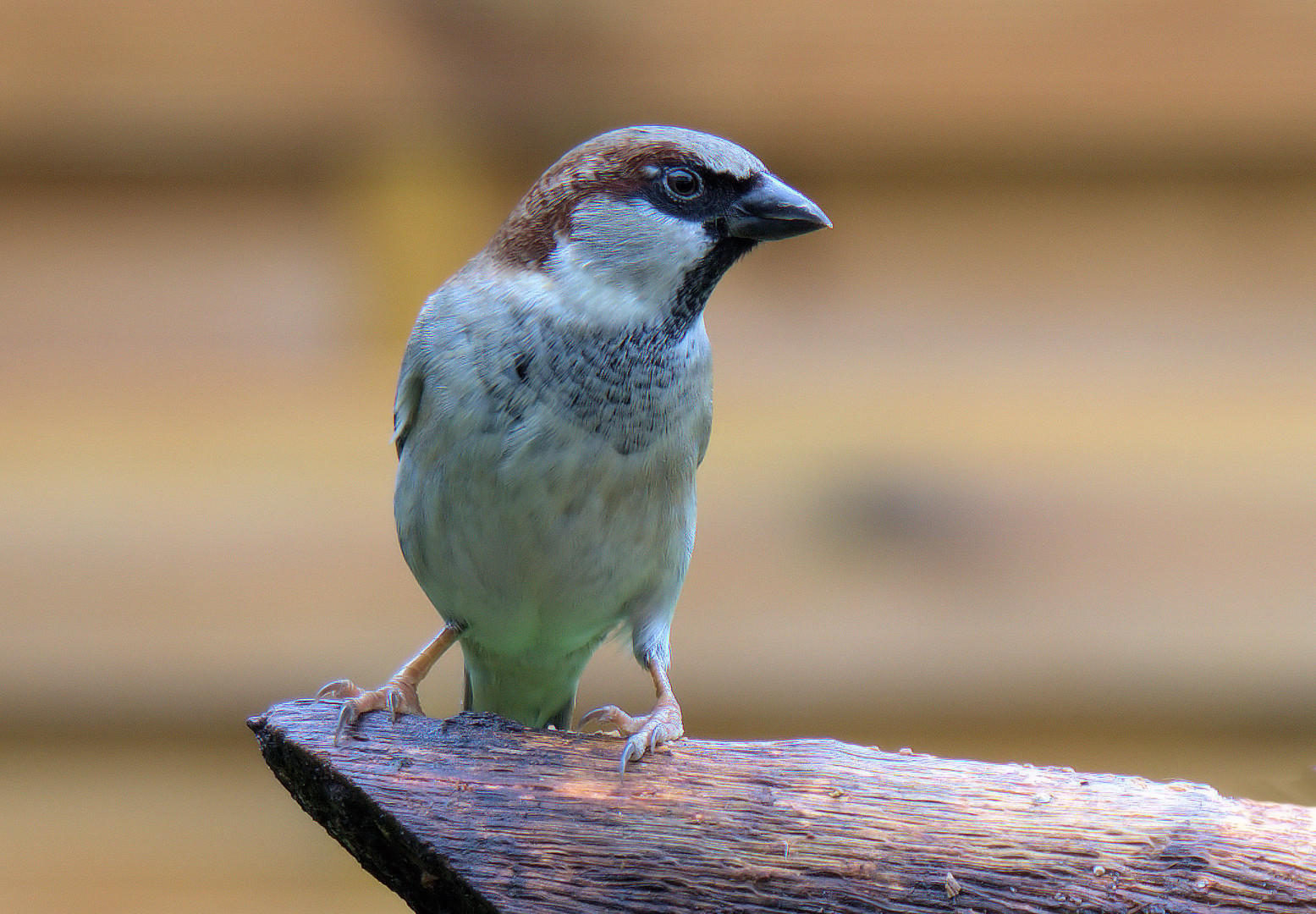 Der Haussperling (Spatz) im Porträt