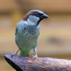 Der Haussperling (Spatz) im Porträt