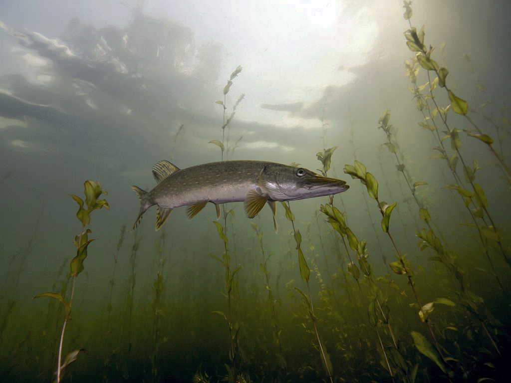 Der Hecht (Esox lucius)