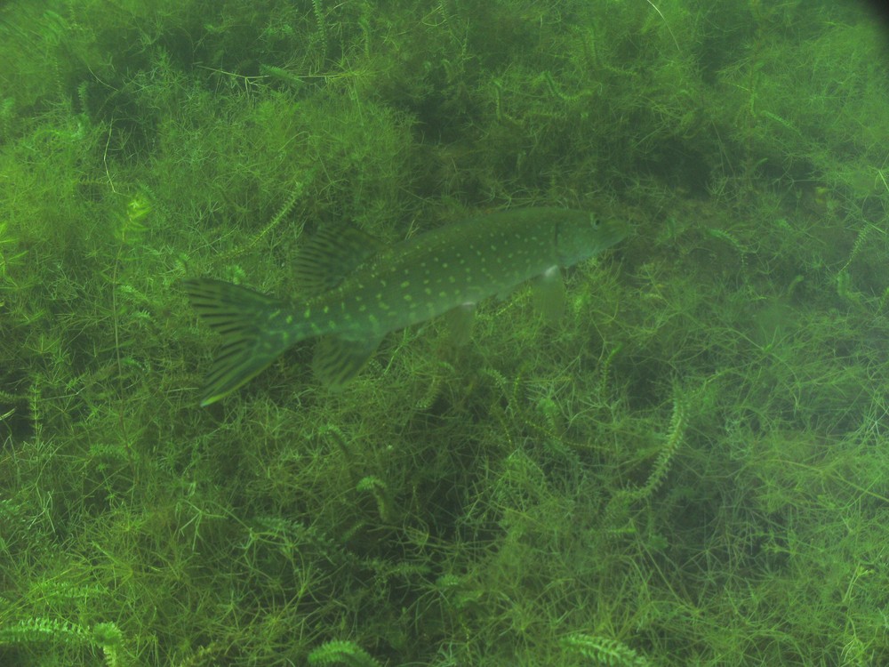 Der Hecht im Karpfenteich