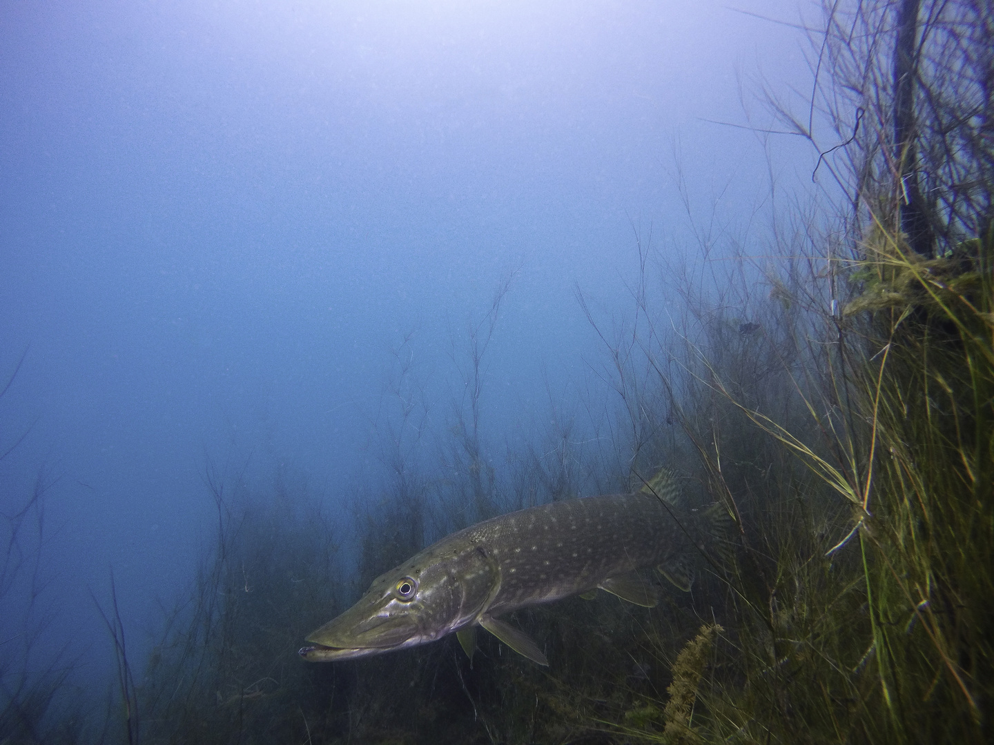 Der Hecht im Murner See