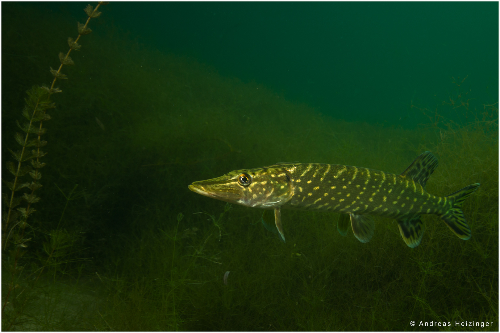 Der Hecht im see Foto & Bild archiv projekte naturchannel