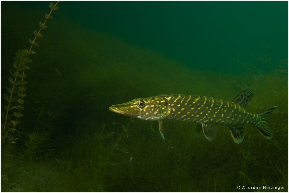 Der Hecht im see Bild & Foto von Andreas Heizinger aus 02 Februar