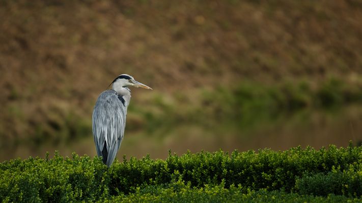 Der Heckengraureiher