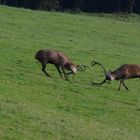 Der heftige Kampf lässt die beiden Hirsch den Kopf verdrehen