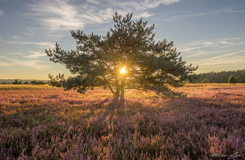 Der Heidebaum