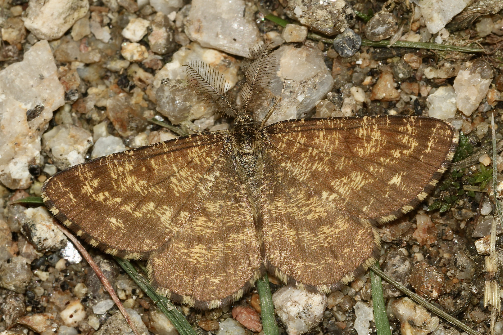 Der Heidespanner = Heideland-Tagspanner (Ematurga atomaria) ...