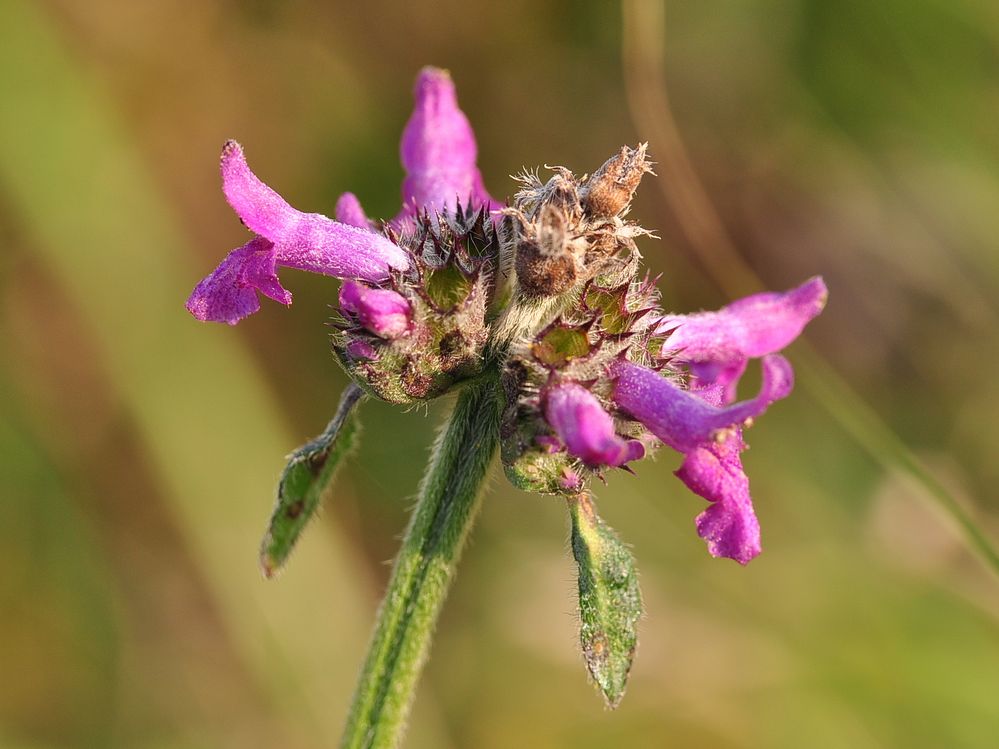 Der Heil-Ziest (Betonica officinalis)