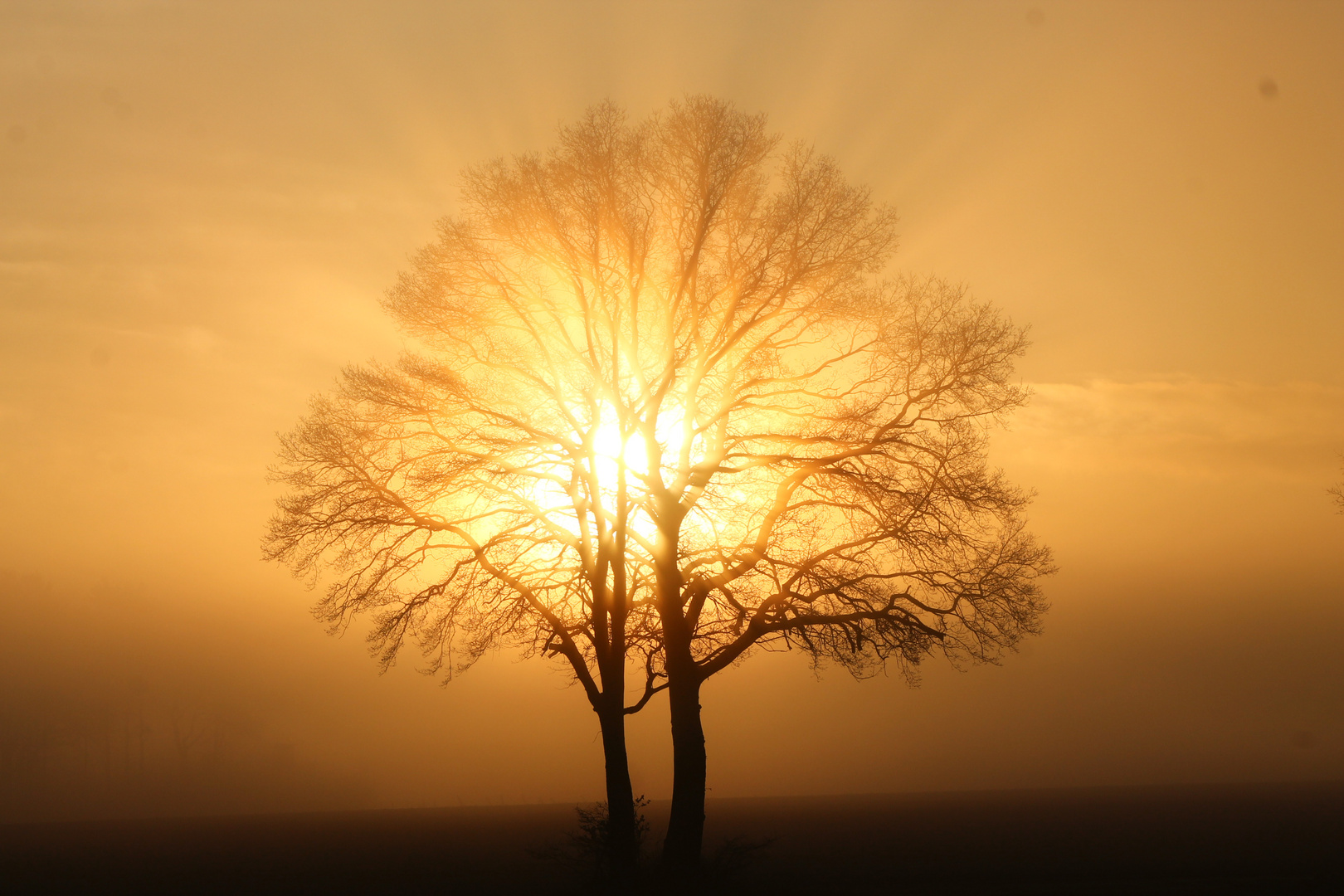 der "heilige" Baum