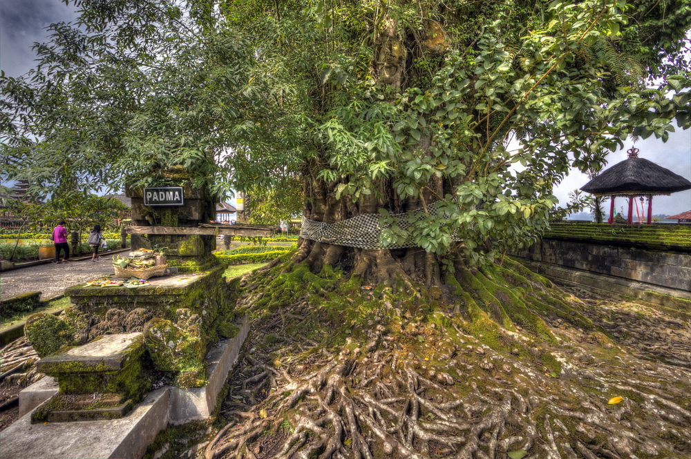 Der Heilige Baum