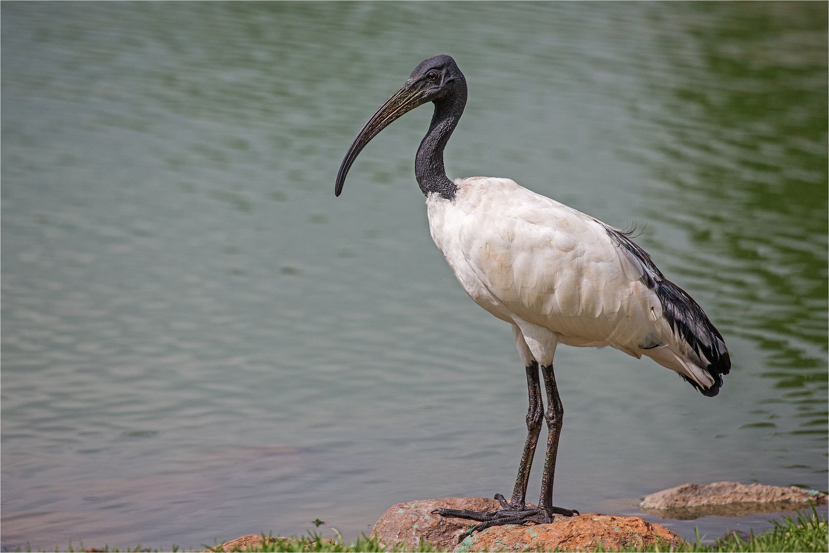 Der heilige Ibis