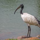 Der heilige Ibis