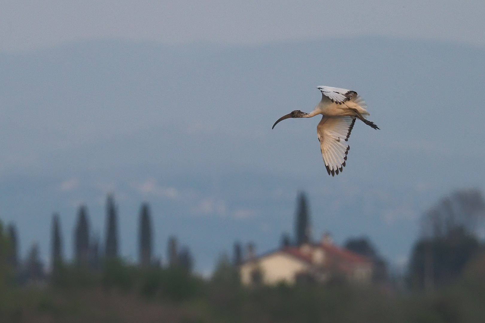 Der Heilige Ibis