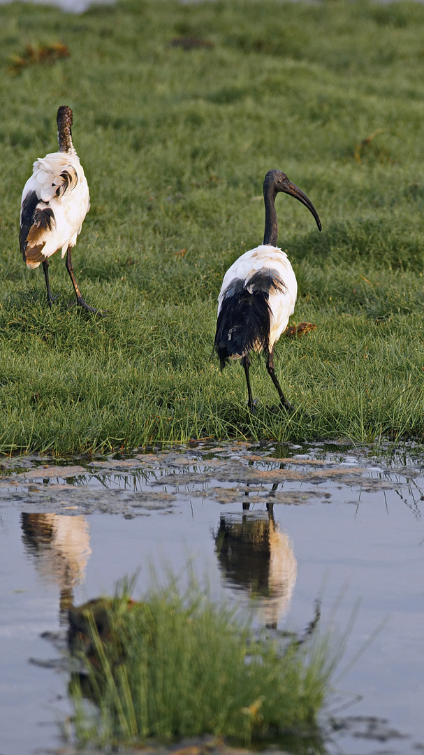 Der Heilige Ibis