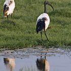 Der Heilige Ibis