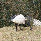 Der Heilige Ibis