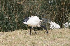 Der Heilige Ibis