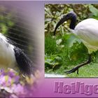 Der "" Heilige Ibis "" .....