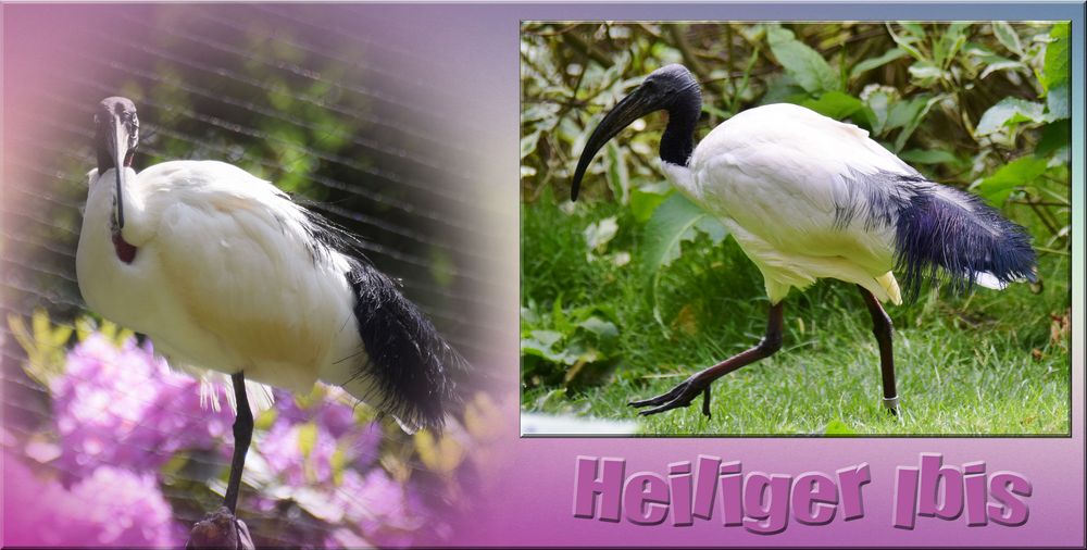 Der "" Heilige Ibis "" .....