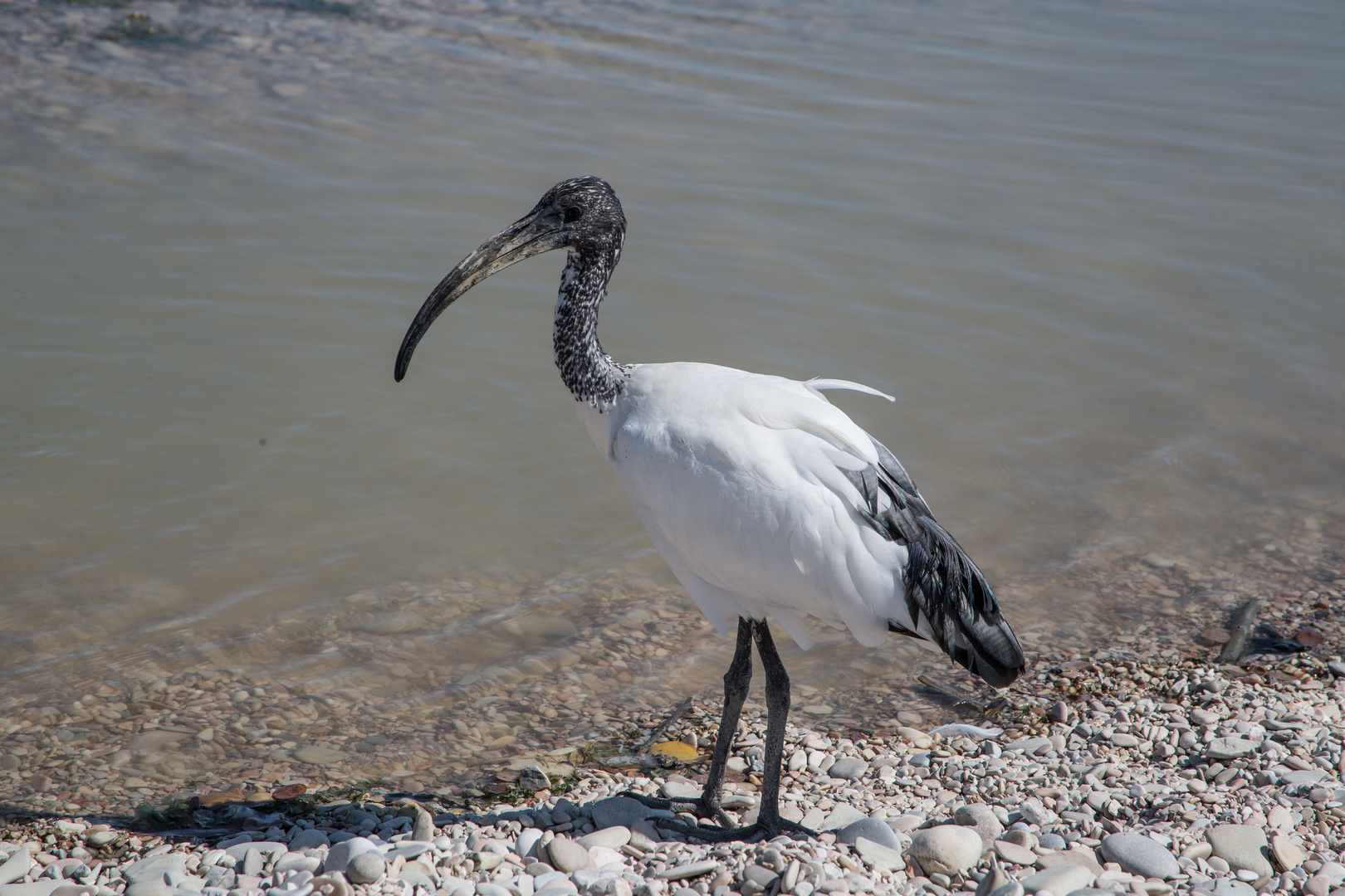 Der Heilige Ibis - Threskiornis aethiopicus- Begegnung an der Adria