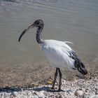 Der Heilige Ibis - Threskiornis aethiopicus- Begegnung an der Adria