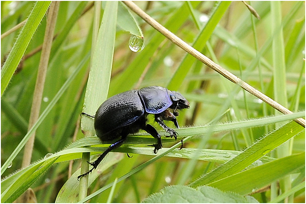 Der Heilige Pillendreher (Scarabaeus sacer) ....