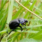 Der Heilige Pillendreher (Scarabaeus sacer) ....