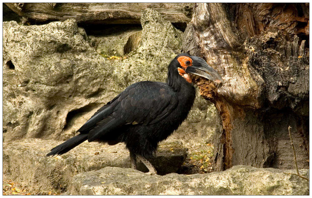 Der heilige Vogel...