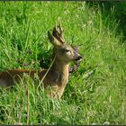 Der heimliche Bock