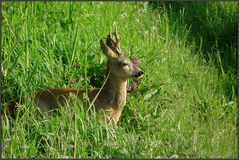 Der heimliche Bock