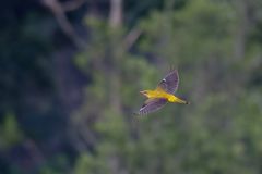 Der heimliche... Pirol  (Oriolus oriolus)