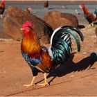 Der heimliche Wappenvogel von Kauai