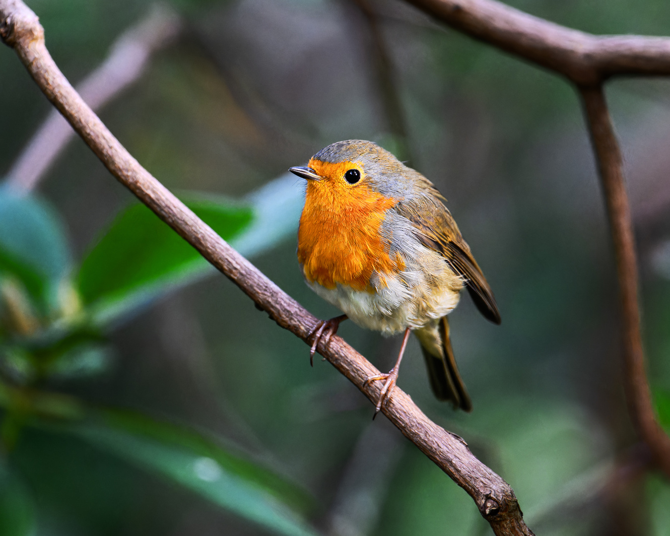 Der heimliche Zugvogel