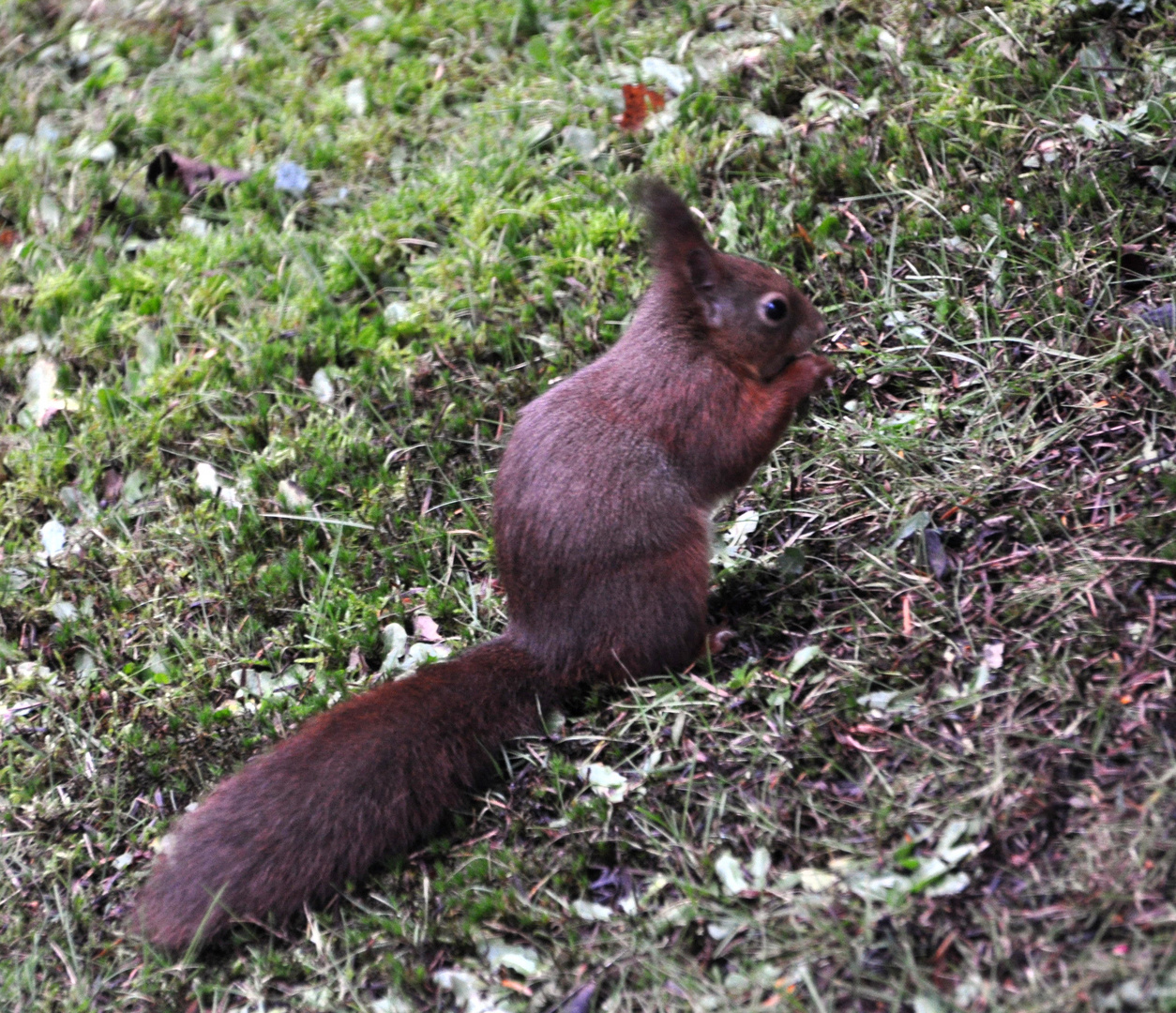 Der heimlische Besucher