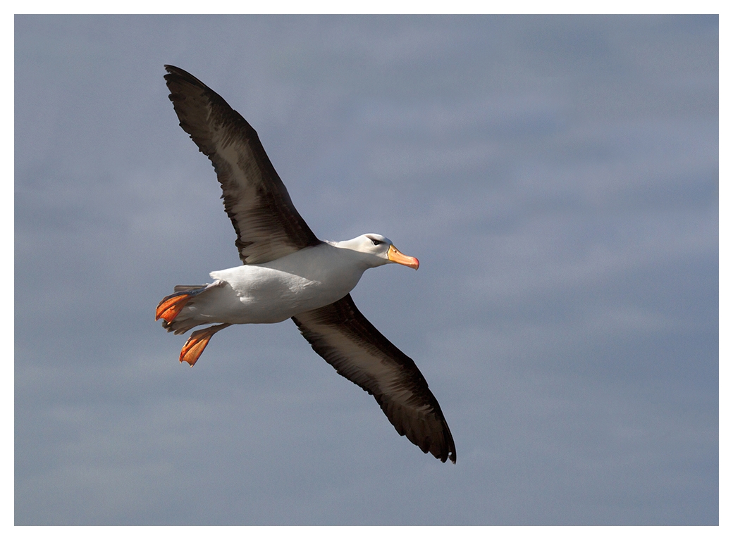 Der Helgoland Albatros,