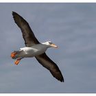 Der Helgoland Albatros,