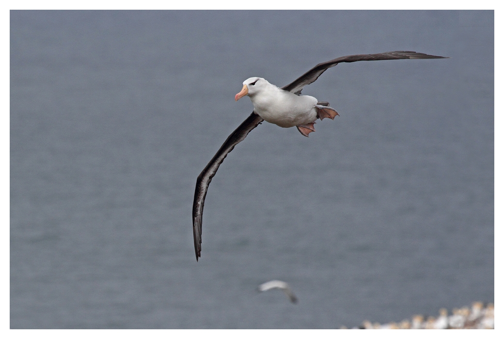 Der Helgoland Albatros im Flug.