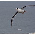 Der Helgoland Albatros im Flug.