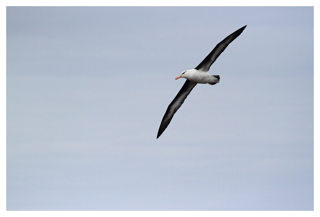 Der Helgoland Albatros im Flug.