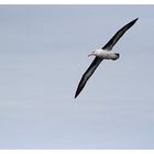 Der Helgoland Albatros im Flug.