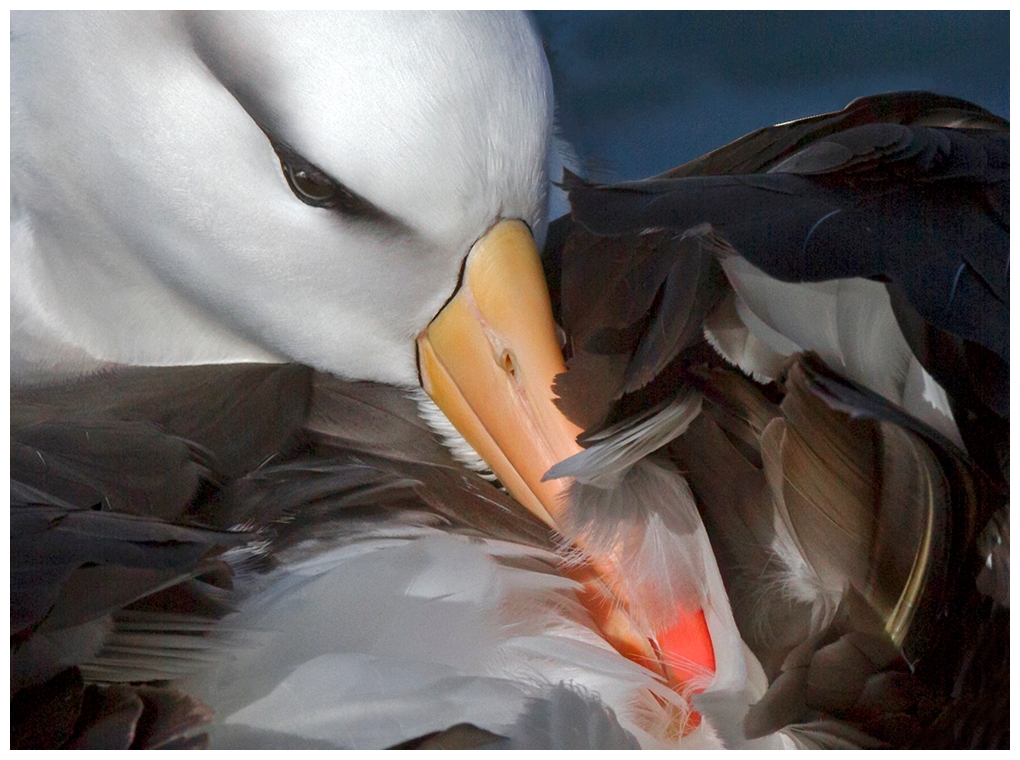 Der Helgoland Albatros reinigt sein Gefieder.