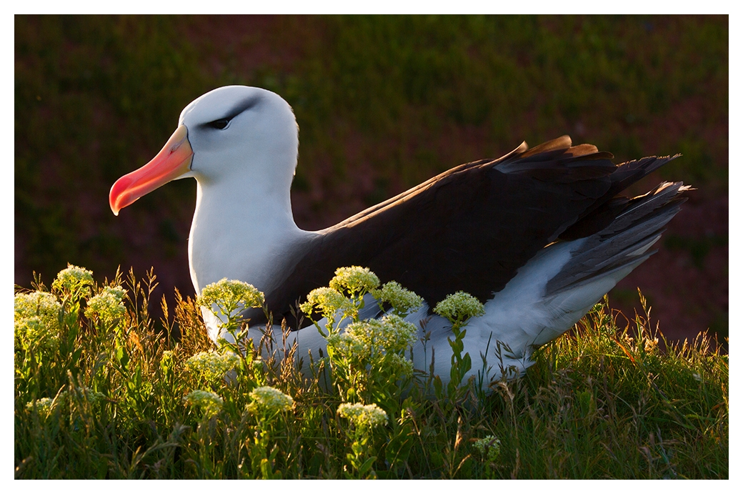 Der Helgoland Albatros, sehr früh am Morgen