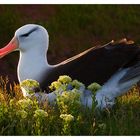 Der Helgoland Albatros, sehr früh am Morgen