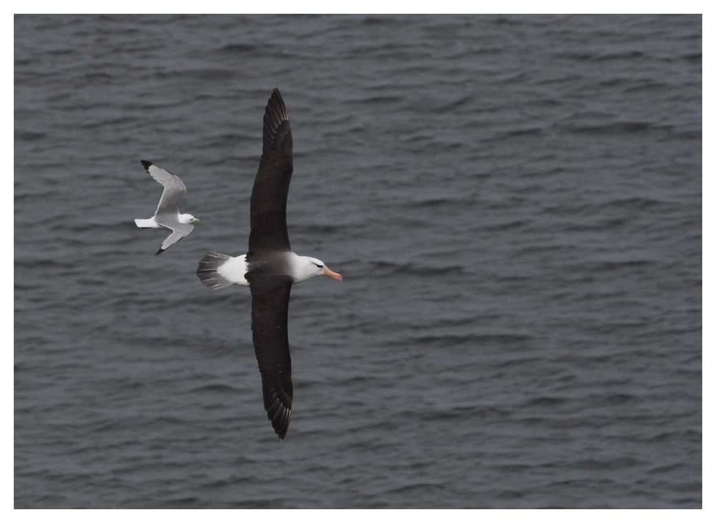 Der Helgoland Albatros wird von einer Möwe verfolgt