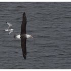 Der Helgoland Albatros wird von einer Möwe verfolgt